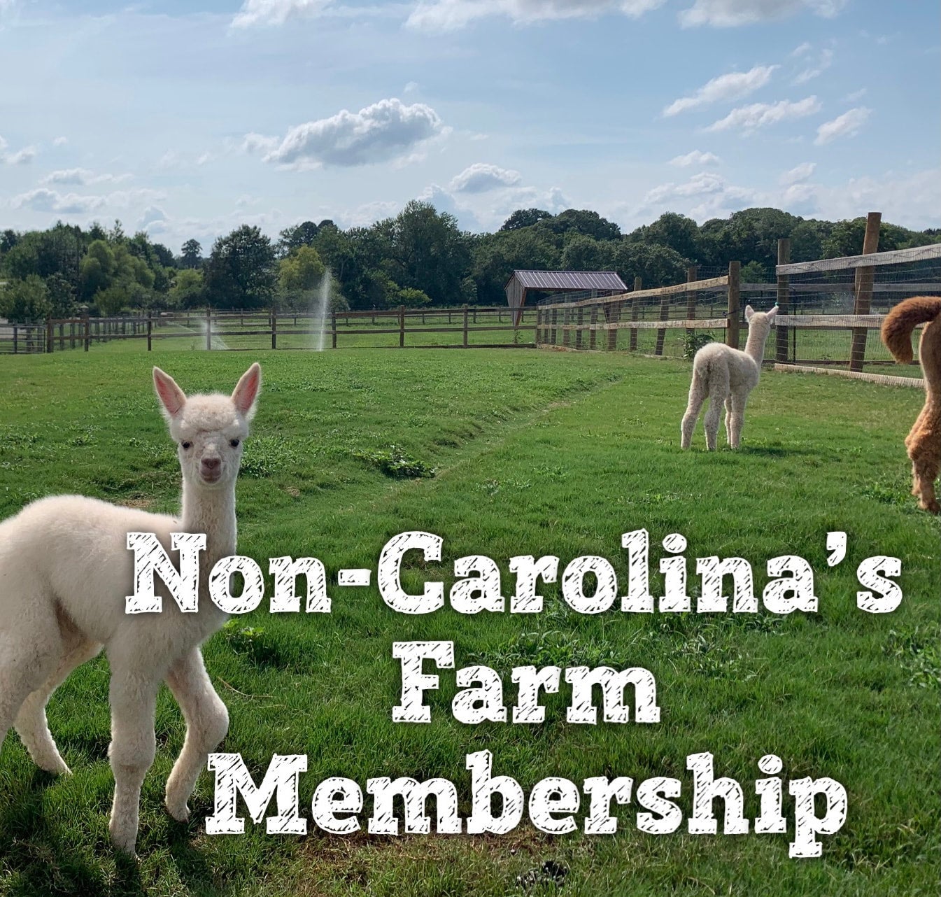 Farm and Fleece - Alpaca Farm, Alpaca Products, Agritourism